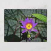 Carte postale Lys d'eau tropicale pourpre (Devant)