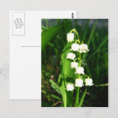 Carte Postale Lys Des Fleurs De Vallée (Devant / Derrière)