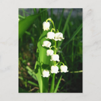 Carte Postale Lys Des Fleurs De Vallée