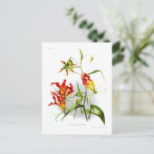Carte Postale Lys flamme (Gloriosa superba) (Debout devant)