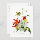 Carte Postale Lys flamme (Gloriosa superba) (Devant / Derrière)