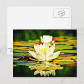 Carte Postale Lys jaune et blanc pastel délicat (Devant / Derrière)