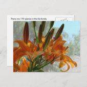 Carte Postale Lys jaunes (Devant / Derrière)