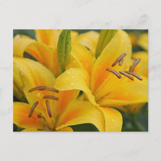 Carte Postale Lys jaunes (Devant)