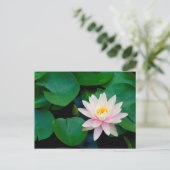 Carte Postale Lys Lotus Flower et Lily (Debout devant)