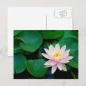 Carte Postale Lys Lotus Flower et Lily (Devant / Derrière)