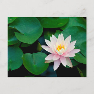 Carte Postale Lys Lotus Flower et Lily