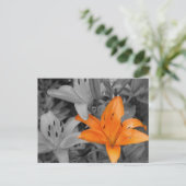 Carte Postale Lys orange main coloriée (Debout devant)
