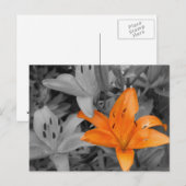 Carte Postale Lys orange main coloriée (Devant / Derrière)