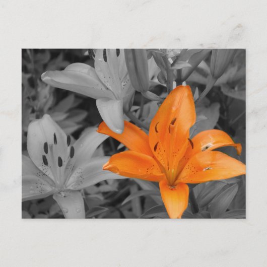 Carte Postale Lys orange main coloriée (Devant)