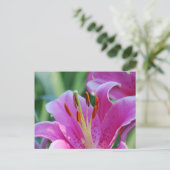 Carte postale Lys rose (Debout devant)