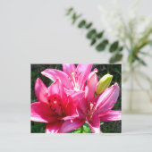 Carte Postale Lys roses en fleurs (Debout devant)