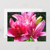 Carte Postale Lys roses en fleurs (Devant / Derrière)