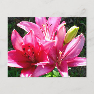 Carte Postale Lys roses en fleurs