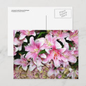 Carte Postale Lys roses et Hydrangea (Devant / Derrière)