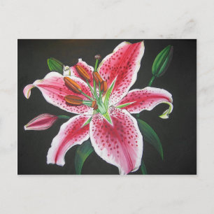Carte Postale Lys stargazer
