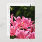 Carte postale Lys surprise électrique (Devant / Derrière)