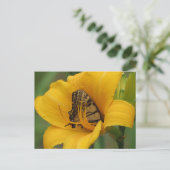 Carte Postale Lys Swallowtail - Papillon (Debout devant)