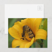 Carte Postale Lys Swallowtail - Papillon (Devant / Derrière)