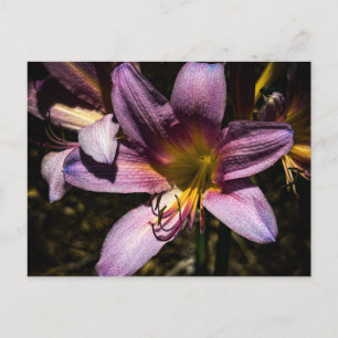 Carte Postale Lys violet étincelant en gros plan