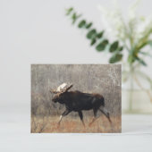 Carte Postale M10 Bull moose (Debout devant)