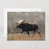 Carte Postale M10 Bull moose (Devant / Derrière)