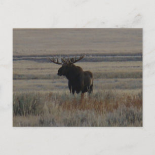 Carte Postale M1 Orignal Gros Taureau