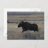 Carte Postale M2 Bull Moose Big Bull (Devant / Derrière)