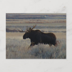 Carte Postale M2 Bull Moose Big Bull