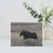 Carte Postale M2 Orignal Gros Taureau (Debout devant)