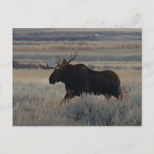 Carte Postale M2 Orignal Gros Taureau (Devant)