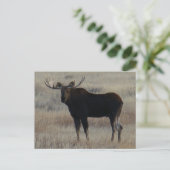 Carte Postale M4 Bull Moose (Debout devant)