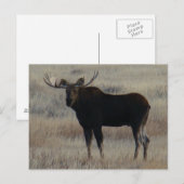 Carte Postale M4 Bull Moose (Devant / Derrière)