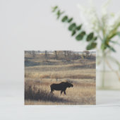 Carte Postale M5 Bull Moose (Debout devant)