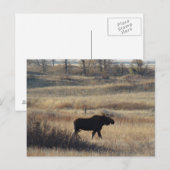 Carte Postale M5 Bull Moose (Devant / Derrière)