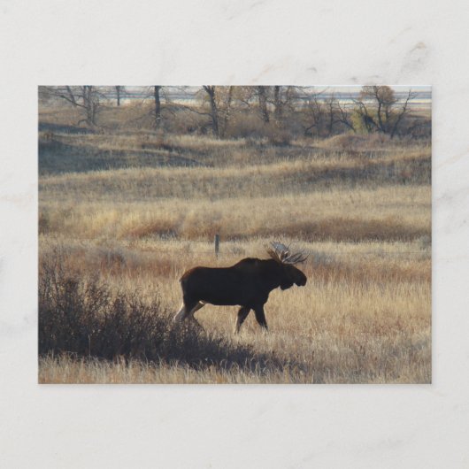 Carte Postale M5 Bull Moose (Devant)