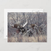 Carte Postale M9 Bull Moose Lay (Devant / Derrière)