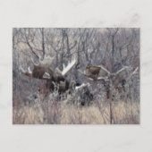 Carte Postale M9 Bull Moose Lay (Devant)
