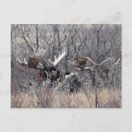 Carte Postale M9 Bull Moose Lay (Devant)
