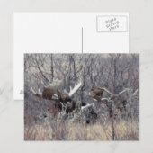 Carte Postale M9 Orignal Couché (Devant / Derrière)