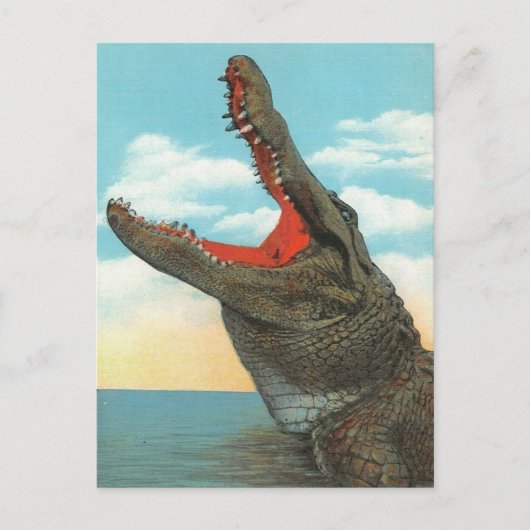 Carte Postale M. Alligator (Devant)