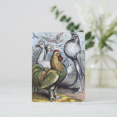 Carte Postale "M. Bantam" Illustration Vintage (Debout devant)