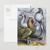 Carte Postale "M. Bantam" Illustration Vintage (Devant / Derrière)