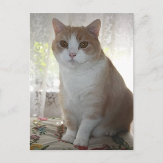 Carte Postale M. Big Eyes (Devant)
