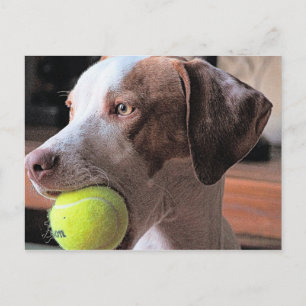 Carte Postale M. Bo-Bo et Bally