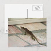 Carte Postale M. Brown Lizard (Devant / Derrière)
