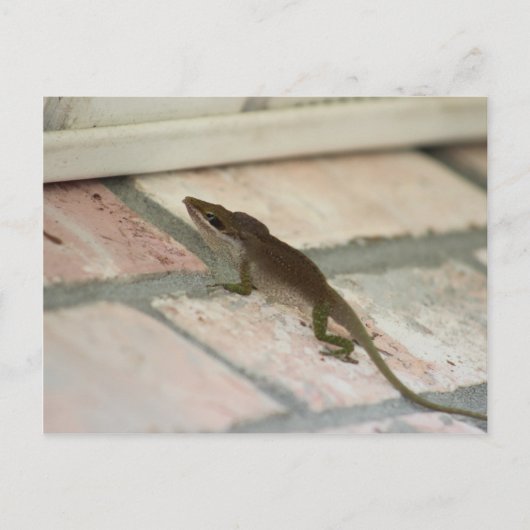 Carte Postale M. Brown Lizard (Devant)