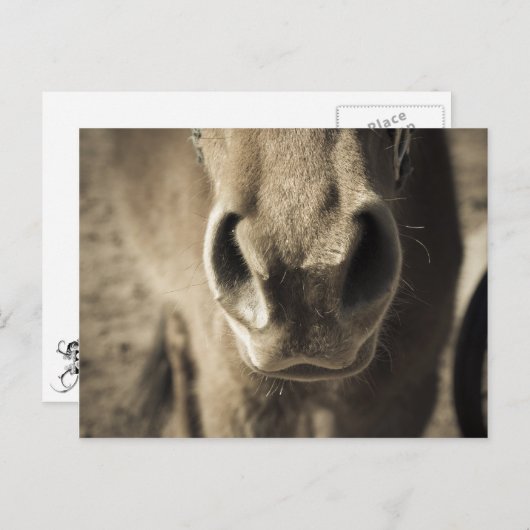 Carte Postale M. comestible incroyable Ed (Devant / Derrière)