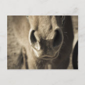 Carte Postale M. comestible incroyable Ed (Devant)