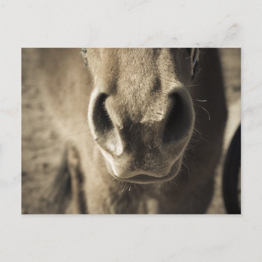 Carte Postale M. comestible incroyable Ed (Devant)